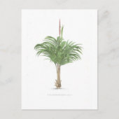 Collectie handpalmtekeningen briefkaart (Voorkant)