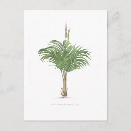 Collectie handpalmtekeningen briefkaart (Voorkant)