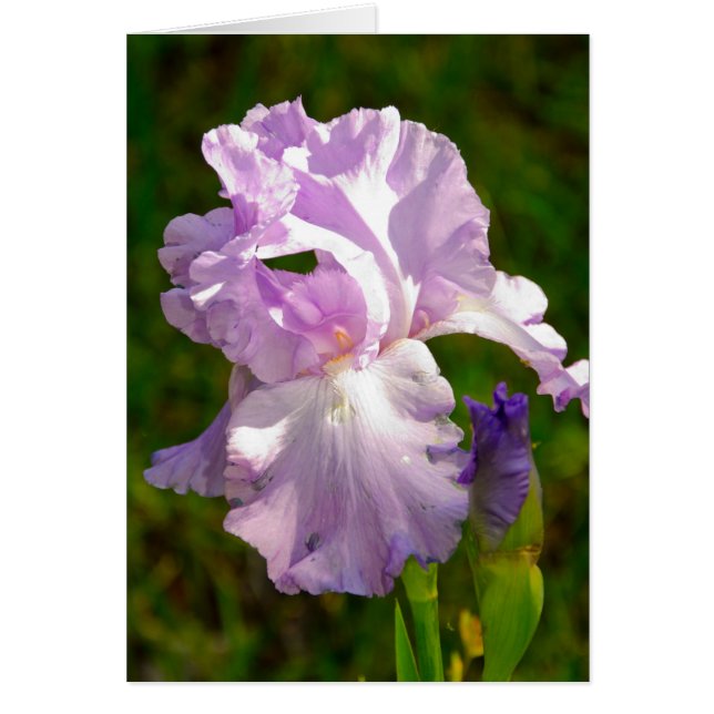 collectie "Iris in de ochtend" (Voorkant)