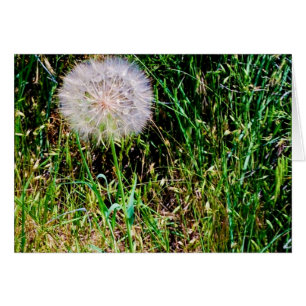 collectie 'Maak een wens'