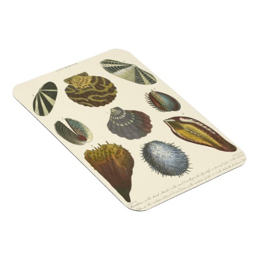 Collectie Magneet (Rechterzijde)