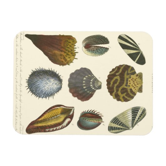 Collectie Magneet (Horizontaal)