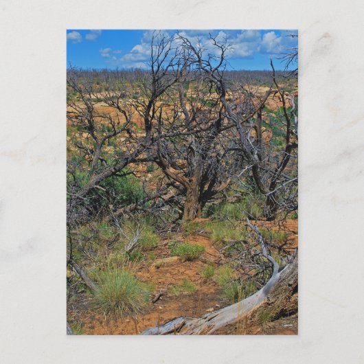 collectie "Mesa Verde National Park" Briefkaart (Voorkant)