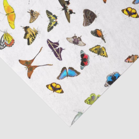 Collectie met butterfly-ontkoppeling tissuepapier (Detail)