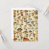 Collectie paddenstoel kaart (Voorkant / Achterkant in situ)