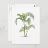 Collectie palmboomillustratie briefkaart (Voorkant / Achterkant)