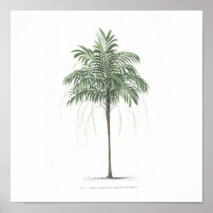 Collectie palmboomillustratie poster