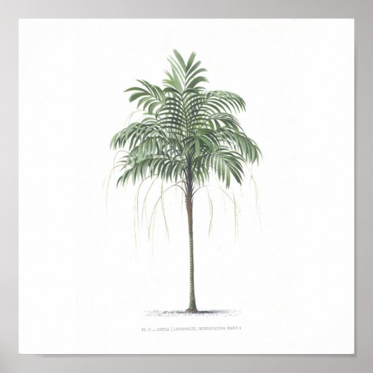 Collectie palmboomillustratie poster (Voorkant)
