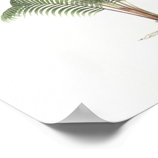 Collectie palmboomillustratie poster (Hoek)