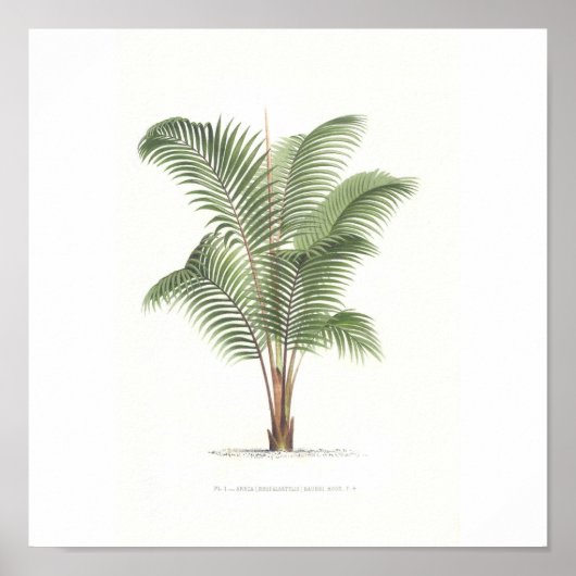 Collectie palmboomillustratie poster (Voorkant)