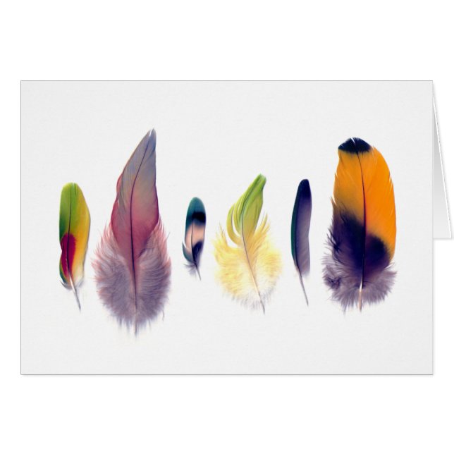 Collectie Parrot Feather (Voorkant Horizontaal)