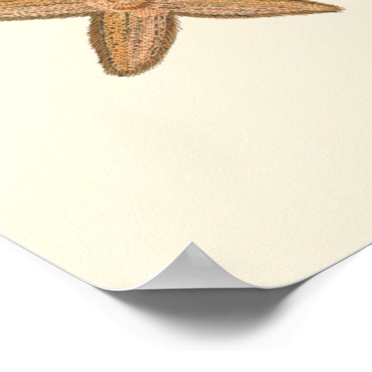 Collectie Poster (Hoek)