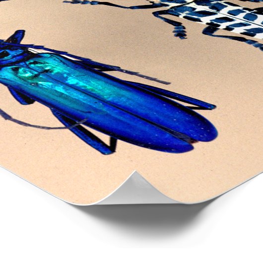 Collectie van beetel poster (Hoek)