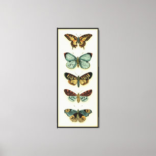 Collectie van Butterfly door Chariklia Zarris Canvas Afdruk