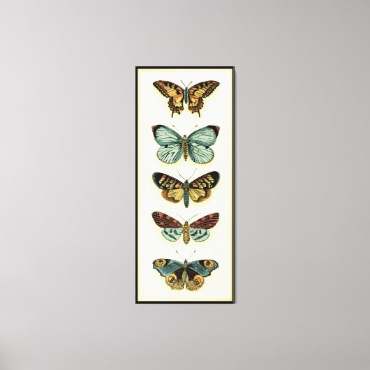 Collectie van Butterfly door Chariklia Zarris Canvas Afdruk (Voorkant)
