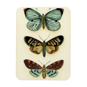 Collectie van Butterfly door Chariklia Zarris Magneet