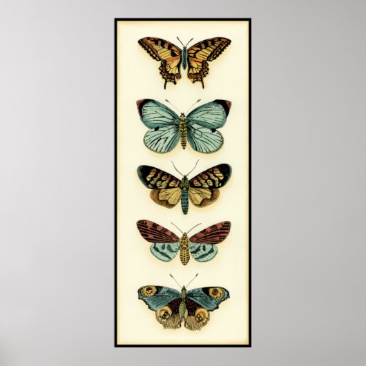 Collectie van Butterfly door Chariklia Zarris Poster (Voorkant)
