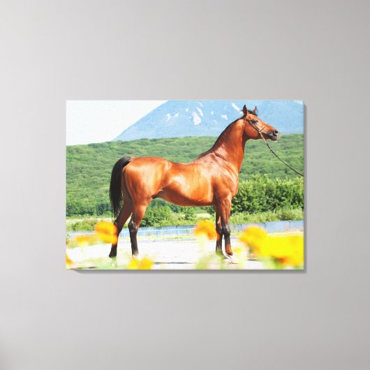 collectie van de arabische baai canvas afdruk (Voorkant)