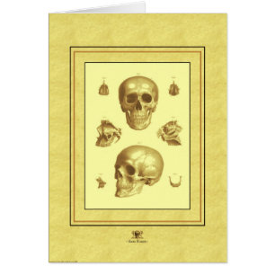 "Collectie van de schedel"