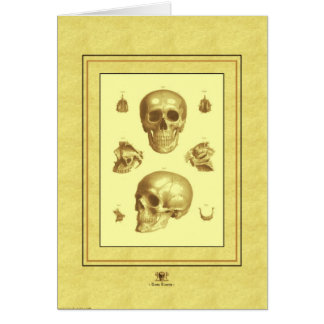 "Collectie van de schedel"
