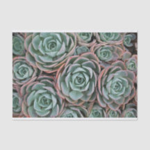 Collectie van het overspoelen Succulenten