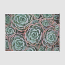Collectie van het overspoelen Succulenten Tissuepapier