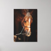 collectie van het paard: arabisch rood canvas afdruk (Voorkant)