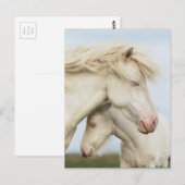 Collectie van paarden briefkaart (Voorkant / Achterkant)