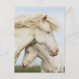 Collectie van paarden briefkaart