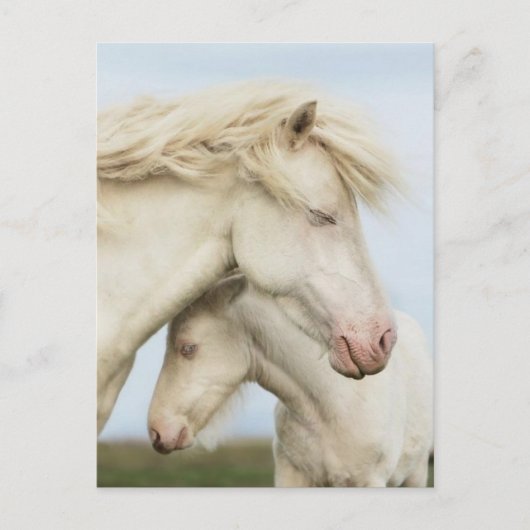 Collectie van paarden briefkaart (Voorkant)