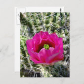 Collectie van rode egel briefkaart (Voorkant / Achterkant)