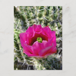 Collectie van rode egel briefkaart