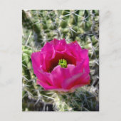 Collectie van rode egel briefkaart (Voorkant)