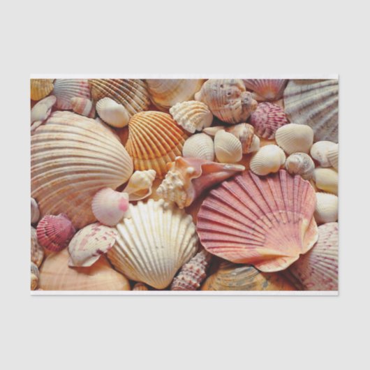 Collectie van schelpen Scallops Clams en Conch Tissuepapier (Voorkant)