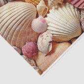 Collectie van schelpen Scallops Clams en Conch Tissuepapier (Detail)