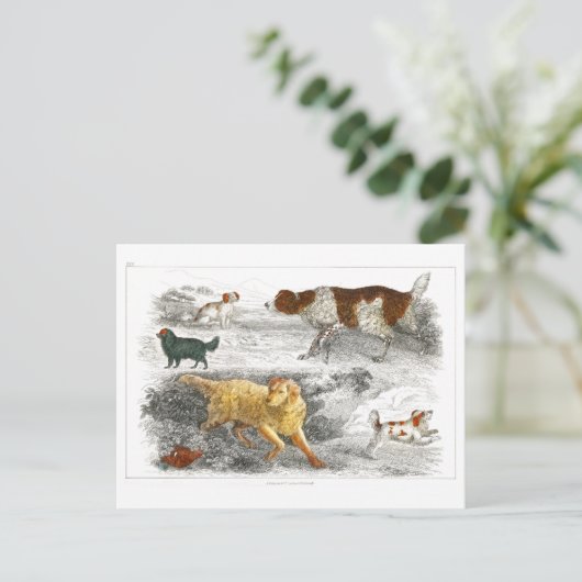 Collectie van verschillende honden van Oliver Gold Briefkaart (Staand voorkant)