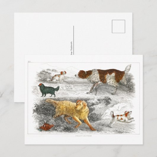 Collectie van verschillende honden van Oliver Gold Briefkaart (Voorkant / Achterkant)