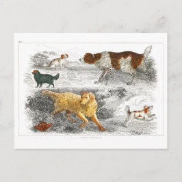 Collectie van verschillende honden van Oliver Gold Briefkaart