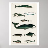  COLLECTIE VAN VERSCHILLENDE WHALES POSTER (Voorkant)