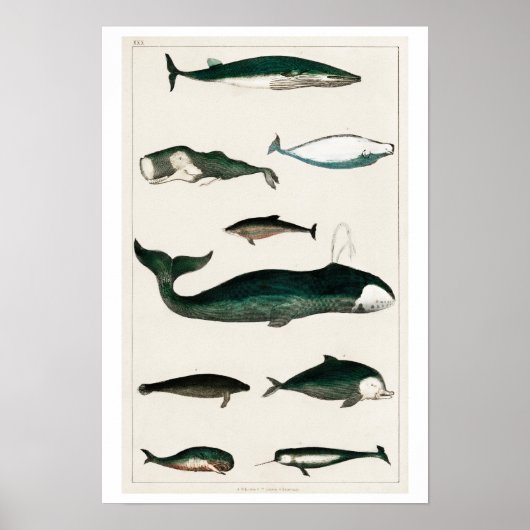  COLLECTIE VAN VERSCHILLENDE WHALES POSTER (Voorkant)