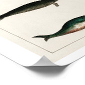  COLLECTIE VAN VERSCHILLENDE WHALES POSTER (Hoek)