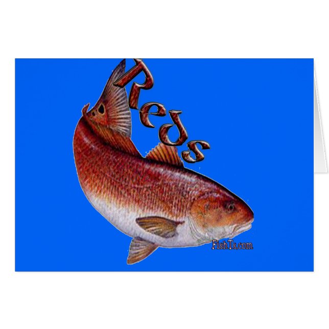 Collectie van vis (Voorkant Horizontaal)