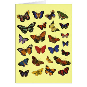 Collectie van vlinder