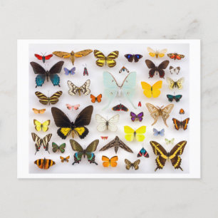 Collectie van vlinder briefkaart