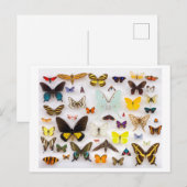 Collectie van vlinder briefkaart (Voorkant / Achterkant)