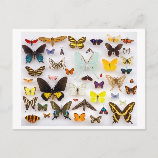 Collectie van vlinder briefkaart (Voorkant)