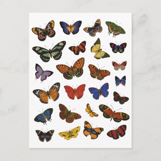 Collectie van vlinder briefkaart (Voorkant)
