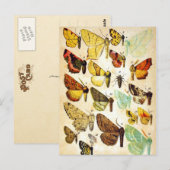 Collectie van vlinder briefkaart (Voorkant / Achterkant)