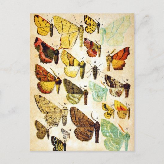 Collectie van vlinder briefkaart (Voorkant)
