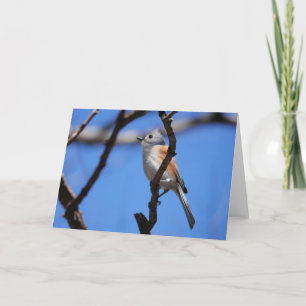 Collectie van vogel: Titelmuis (blanco noten) Kaart
